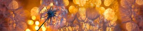 Кухонный фартук Мерцание Одуванчики золотистые 3 серебро в Владимире - vladimir.katalogmebeli.com | фото